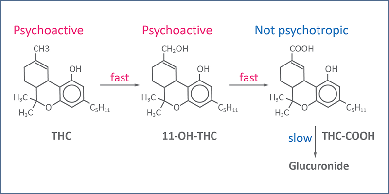 Explaining The Effects & Liability Of Cannabis & THC Products